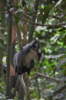 Thomas Langur Leuser NP &ndash; &copy; Hubert Lücker (Eberhardt TRAVEL)