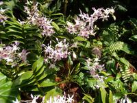 Orchideengarten 1 &ndash; &copy; Michael Krause (Eberhardt TRAVEL)