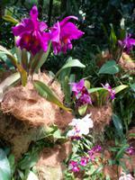 Orchideengarten 2 &ndash; &copy; Michael Krause (Eberhardt TRAVEL)