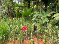 Orchideengarten 3 &ndash; &copy; Michael Krause (Eberhardt TRAVEL)