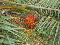 Palöl-Frucht &ndash; &copy; Michael Krause (Eberhardt TRAVEL)