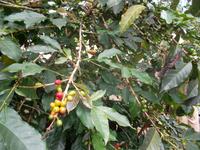 Kaffeekirschen &ndash; &copy; Michael Krause (Eberhardt TRAVEL)