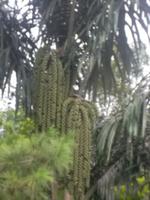 Zuckerpalme &ndash; &copy; Michael Krause (Eberhardt TRAVEL)