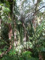Regenwald  &ndash; &copy; Michael Krause (Eberhardt TRAVEL)