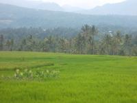 So stellt man sich Sumatra vor: Reisterrassen und Palmwälder  &ndash; &copy; Michael Krause (Eberhardt TRAVEL)