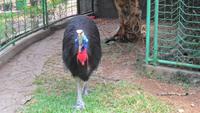 029 Vogelpark Taman - Kasuar aus Neuguinea &ndash; &copy; Michael Krause (Eberhardt TRAVEL)