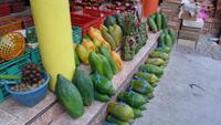 062 Sulawesi - so groß werden Papayas &ndash; &copy; Michael Krause (Eberhardt TRAVEL)