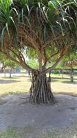 248 Baum in Südbali &ndash; &copy; Michael Krause (Eberhardt TRAVEL)