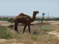 798-Iran_Chogha-Zanbil &ndash; &copy; Dirk Schlosser (Eberhardt TRAVEL)