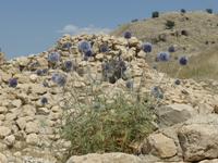 950-Iran_Bishapur &ndash; &copy; Dirk Schlosser (Eberhardt TRAVEL)