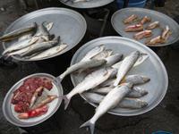 Fische &ndash; &copy; Julian Bartsch (Eberhardt TRAVEL)