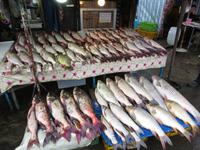 Fische &ndash; &copy; Julian Bartsch (Eberhardt TRAVEL)