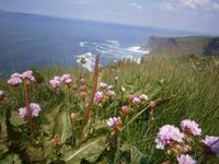 Cliffs of Moher &ndash; &copy; Barbara Pflicke (Eberhardt TRAVEL)
