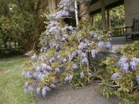 auf Garnish Island &ndash; &copy; Barbara Pflicke (Eberhardt TRAVEL)