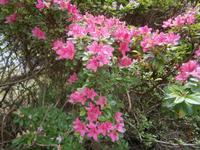 auf Garnish Island &ndash; &copy; Barbara Pflicke (Eberhardt TRAVEL)