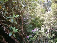 auf Garnish Island &ndash; &copy; Barbara Pflicke (Eberhardt TRAVEL)