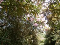 auf Garnish Island &ndash; &copy; Barbara Pflicke (Eberhardt TRAVEL)