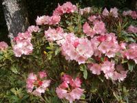 auf Garnish Island &ndash; &copy; Barbara Pflicke (Eberhardt TRAVEL)