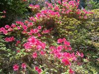 auf Garnish Island &ndash; &copy; Barbara Pflicke (Eberhardt TRAVEL)