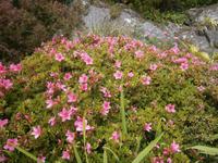 auf Garnish Island &ndash; &copy; Barbara Pflicke (Eberhardt TRAVEL)