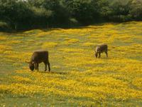 Muckross Farm &ndash; &copy; Barbara Pflicke (Eberhardt TRAVEL)