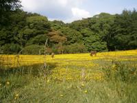 Muckross Farm &ndash; &copy; Barbara Pflicke (Eberhardt TRAVEL)