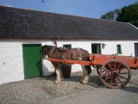 Muckross Farm &ndash; &copy; Barbara Pflicke (Eberhardt TRAVEL)