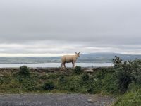 Cliffs of Moher, Schaf &ndash; &copy; Natalie Hady (Eberhardt TRAVEL)