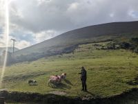 Kell's Sheepdogs  &ndash; &copy; Natalie Hady (Eberhardt TRAVEL)