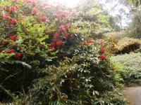 Garinish Island &ndash; &copy; Barbara Pflicke (Eberhardt TRAVEL)