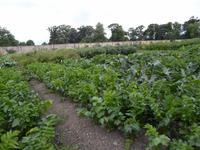 Kitchen Garden &ndash; &copy; Barbara Pflicke (Eberhardt TRAVEL)