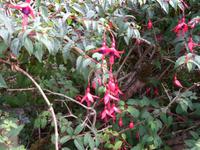Fuchsien &ndash; &copy; Barbara Pflicke (Eberhardt TRAVEL)