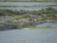 Burren &ndash; &copy; Barbara Pflicke (Eberhardt TRAVEL)