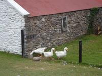 Muckross Traditional Farm &ndash; &copy; Barbara Pflicke (Eberhardt TRAVEL)