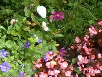 Blumen &ndash; &copy; Barbara Pflicke (Eberhardt TRAVEL)