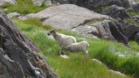 Beara Halbinsel &ndash; &copy; Petra Sauer (Eberhardt TRAVEL)