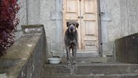Killala - Irischer Wolfshund &ndash; &copy; Petra Sauer (Eberhardt TRAVEL)