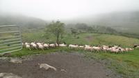 Bei Schäfer Kissane  &ndash; &copy; Petra Sauer (Eberhardt TRAVEL)