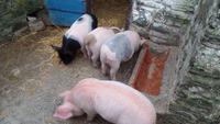 Muckross Farm &ndash; &copy; Petra Sauer (Eberhardt TRAVEL)