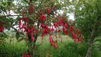 Muckross Farm &ndash; &copy; Petra Sauer (Eberhardt TRAVEL)