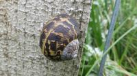 Schnecke &ndash; &copy; Petra Sauer (Eberhardt TRAVEL)