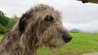 Wolfshund &ndash; &copy; Petra Sauer (Eberhardt TRAVEL)