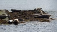 Glengarriff &ndash; &copy; Petra Sauer (Eberhardt TRAVEL)