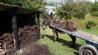 Muckross Farm &ndash; &copy; Petra Sauer (Eberhardt TRAVEL)