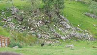 Bordercollie bei seiner Arbeit mit den Schafen &ndash; &copy; Adelheid Fritzsche (Eberhardt TRAVEL)