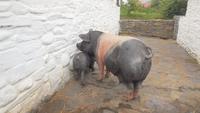 Muckrooss Traditionel Farm &ndash; &copy; Adelheid Fritzsche (Eberhardt TRAVEL)