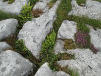 Burren &ndash; &copy; Petra Sauer (Eberhardt TRAVEL)