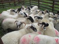 Kissane - Schaffarm &ndash; &copy; Petra Sauer (Eberhardt TRAVEL)