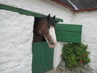 Muckross Farm &ndash; &copy; Petra Sauer (Eberhardt TRAVEL)