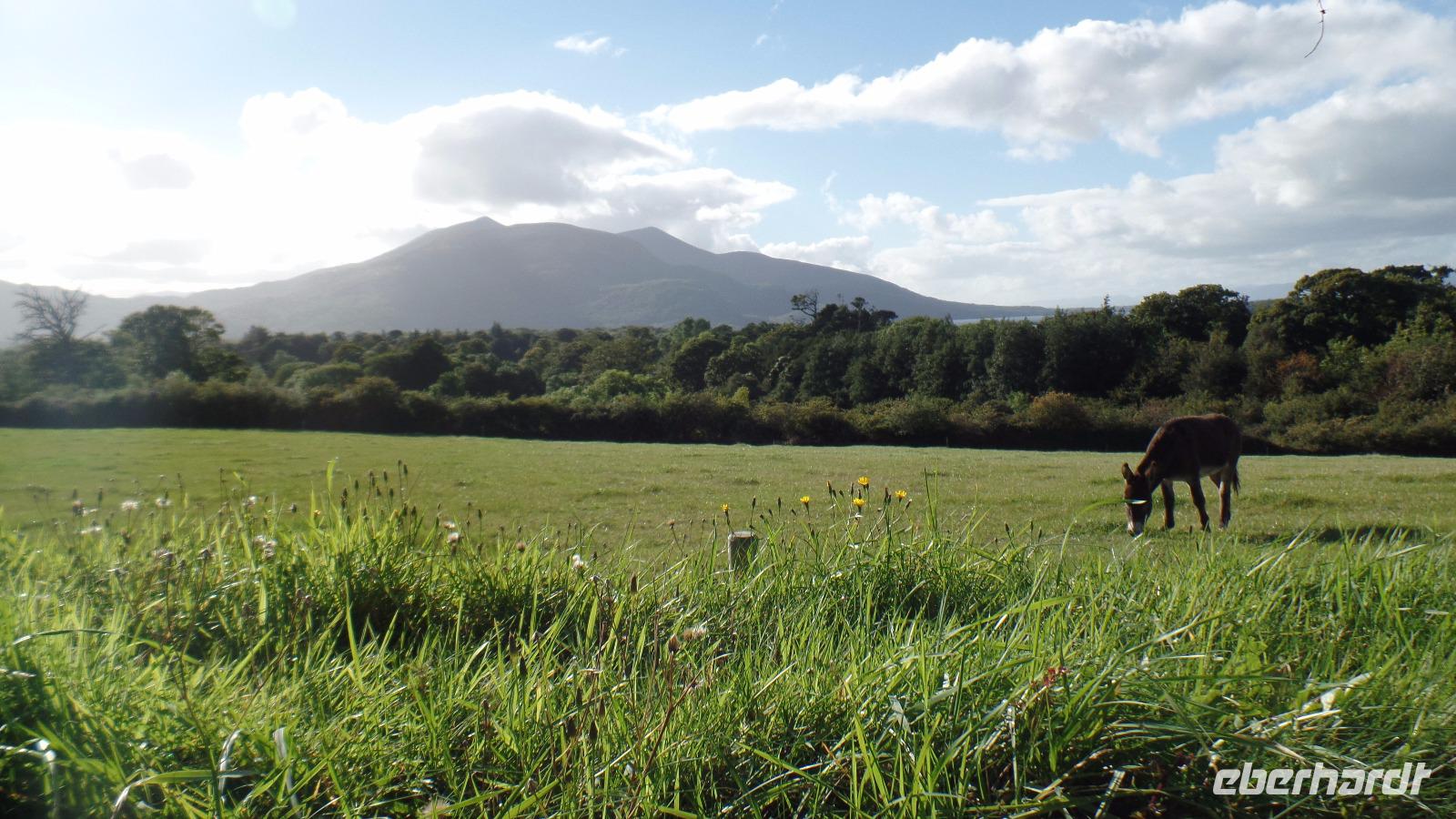 Muckross Farm &ndash; &copy; Petra Sauer (Eberhardt TRAVEL)